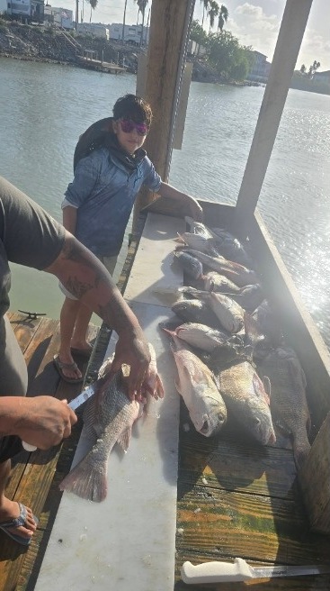 Fresh catch being cleaned dockside after the trip