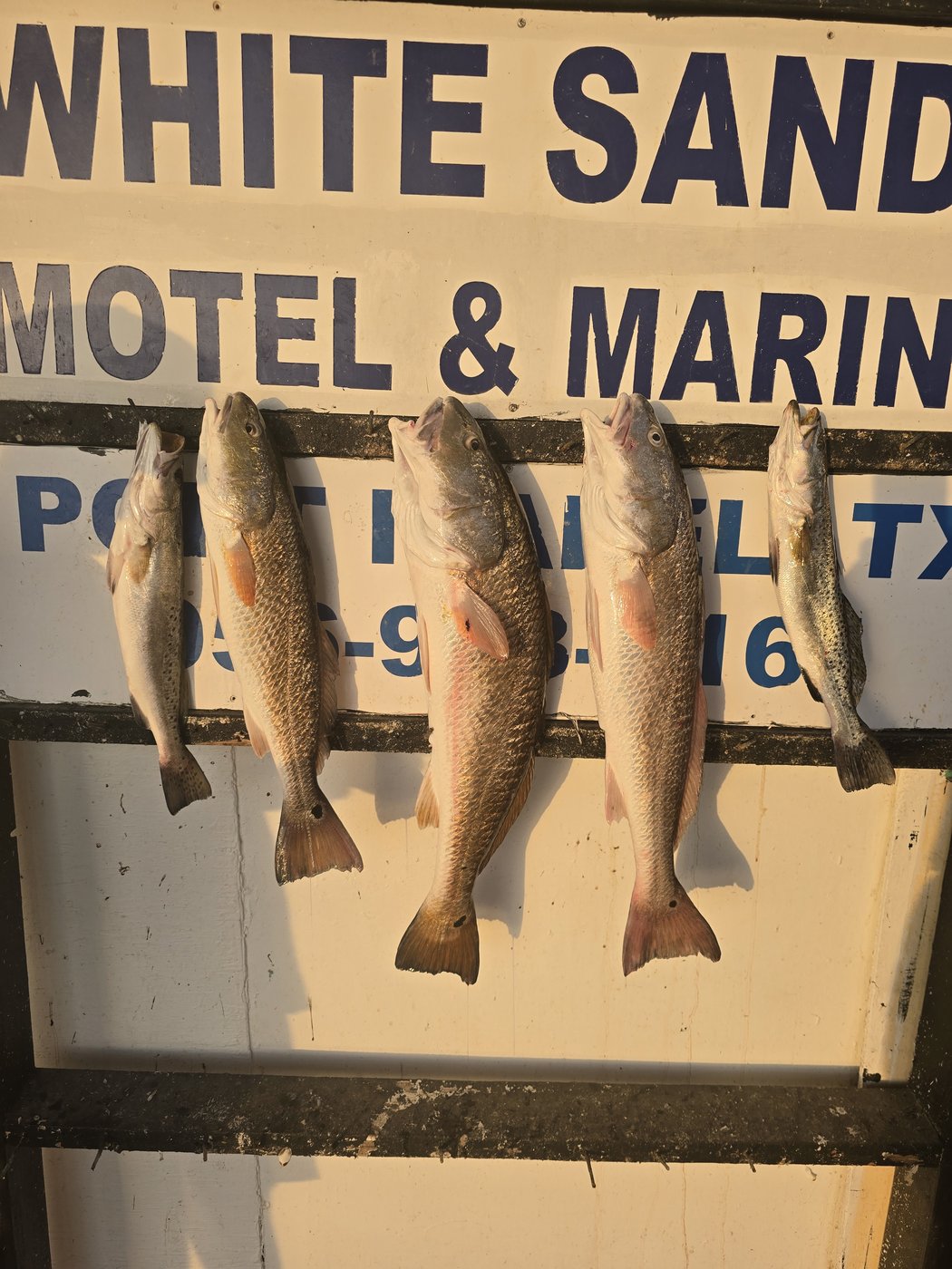 Close-up of redfish and speckled trout on the board